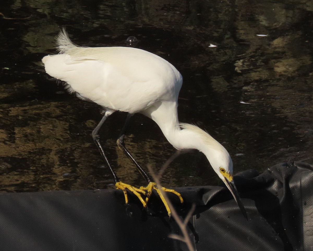 Aigrette neigeuse - ML639146060
