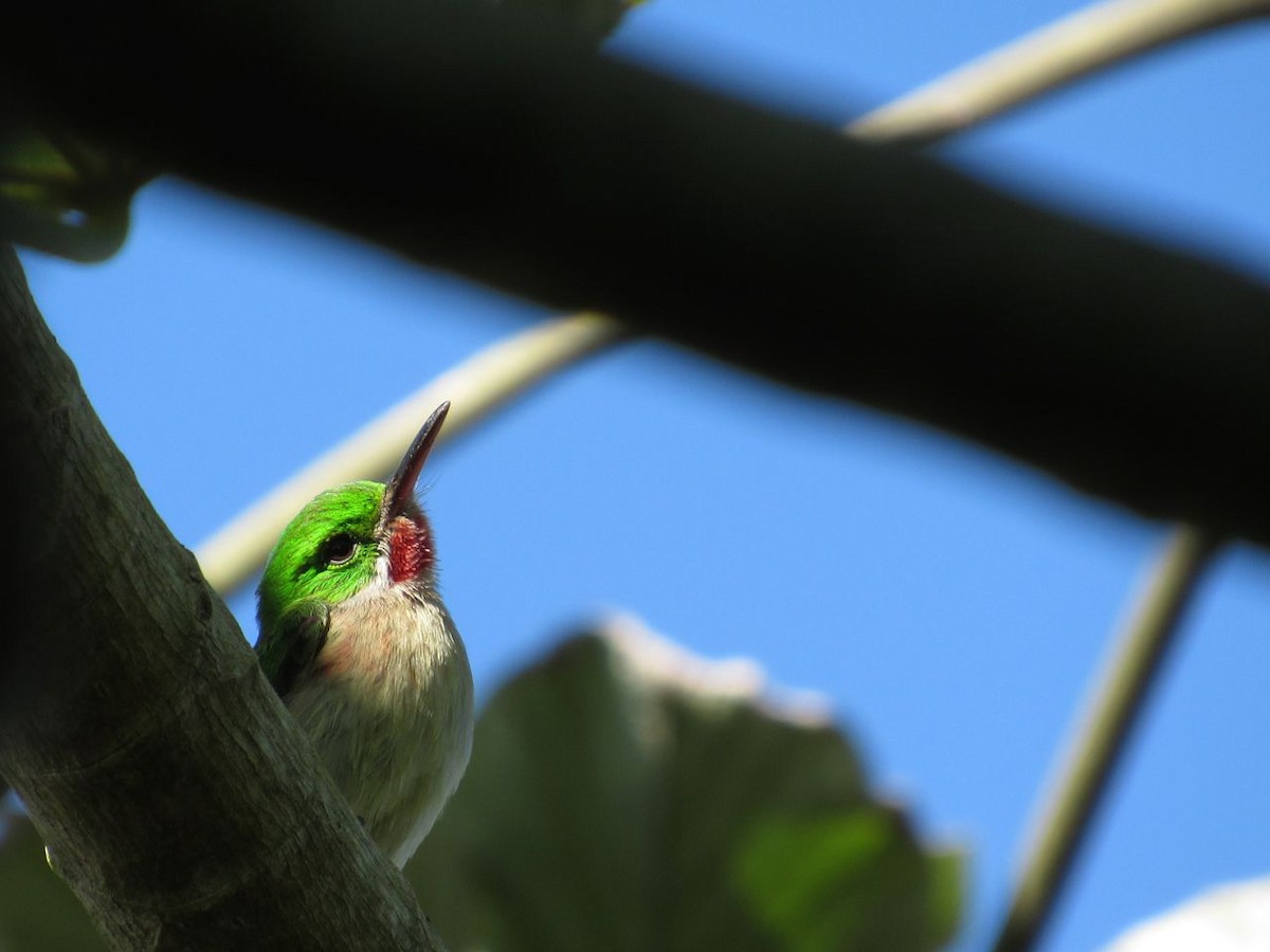 Broad-billed Tody - ML639146068
