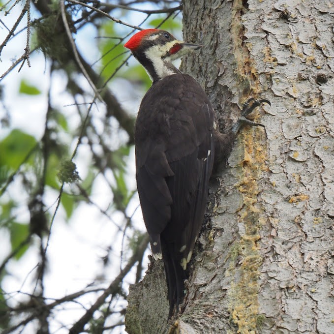 Pileated Woodpecker - ML639146085