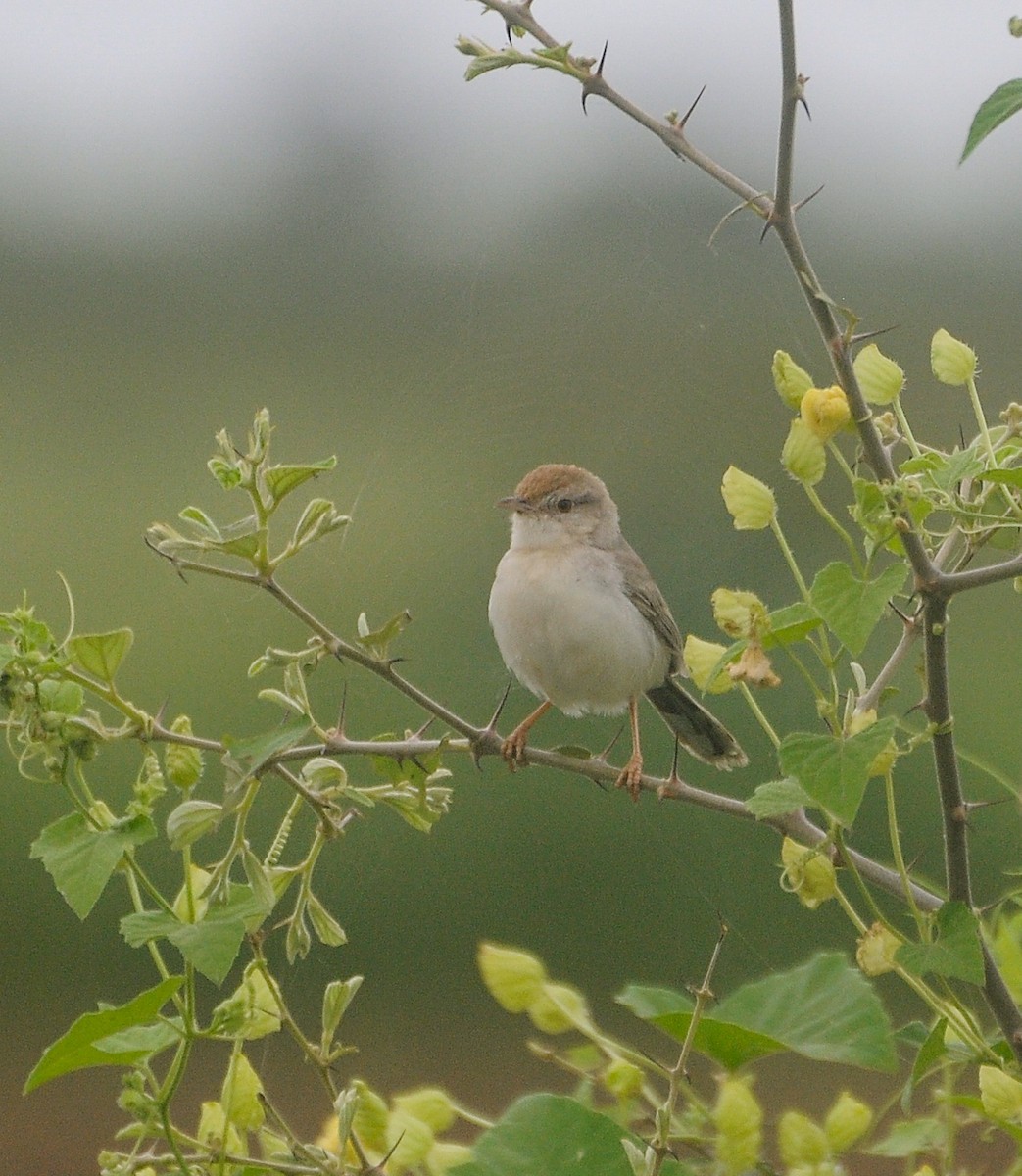 Rufous-fronted Prinia - ML639146138