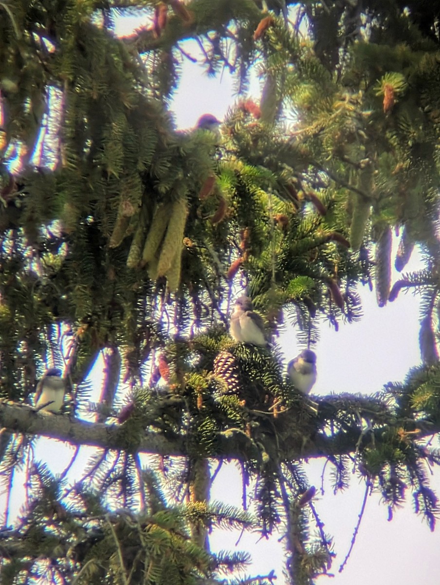 Western x Eastern Kingbird (hybrid) - ML639146166