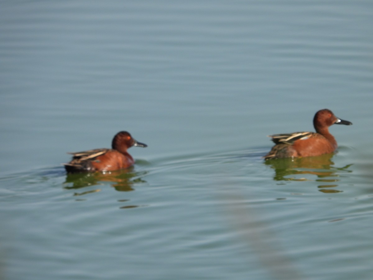 Cinnamon Teal - ML639146173
