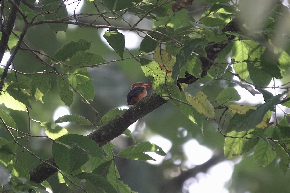 African Dwarf Kingfisher - ML639146187