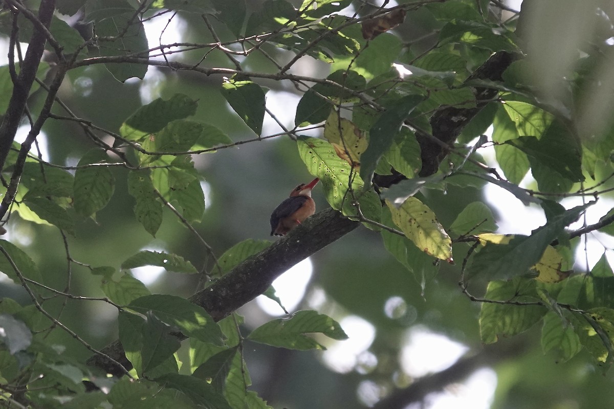 African Dwarf Kingfisher - ML639146189