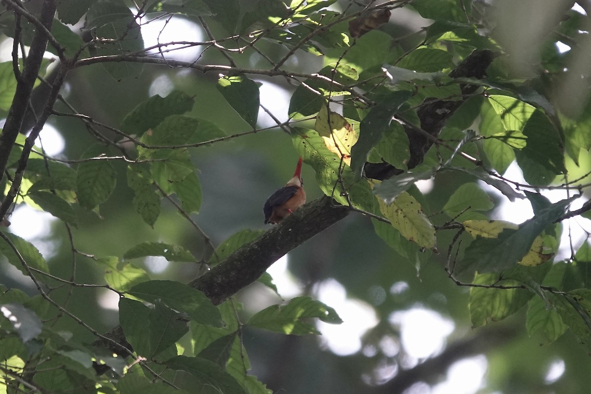African Dwarf Kingfisher - ML639146190