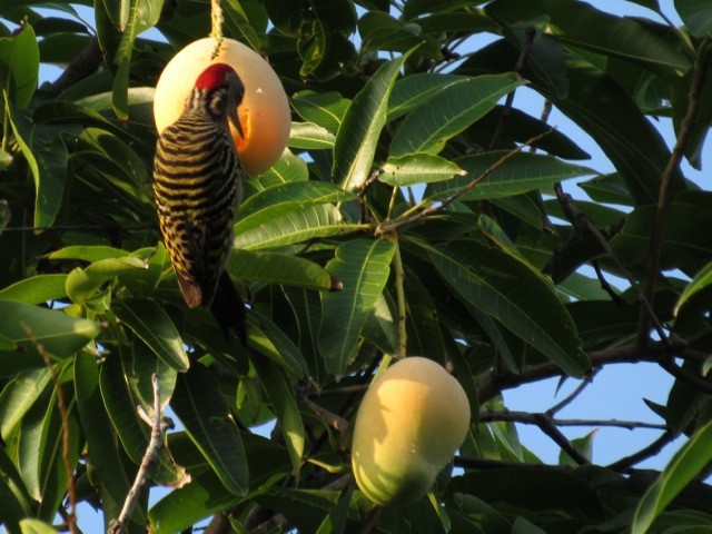 Hispaniolan Woodpecker - ML639146220