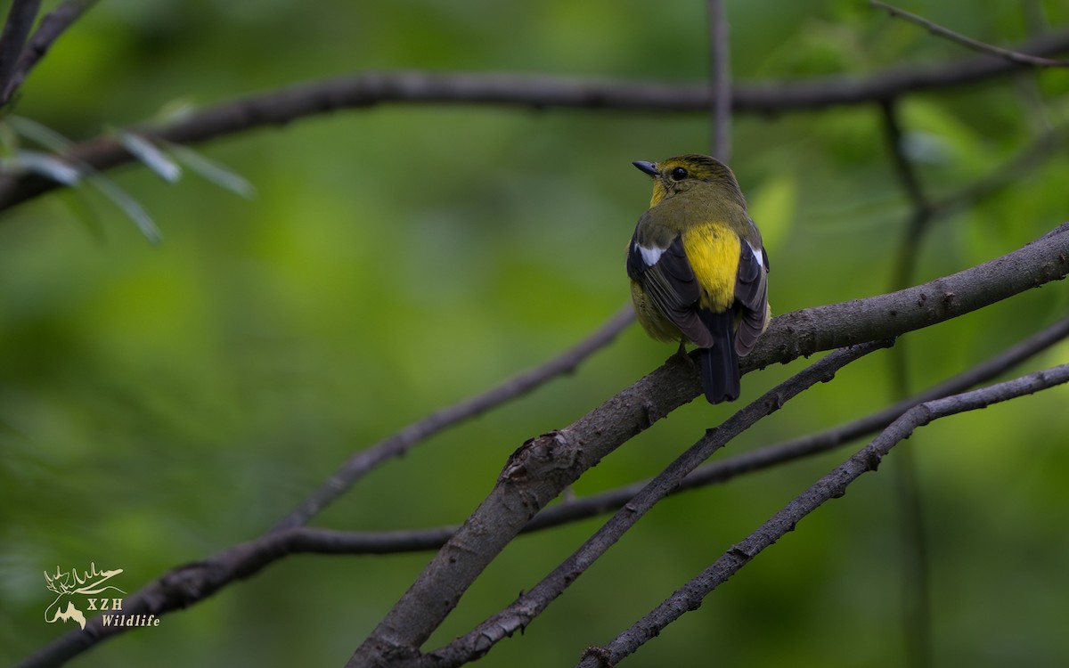 Green-backed Flycatcher - ML639146228
