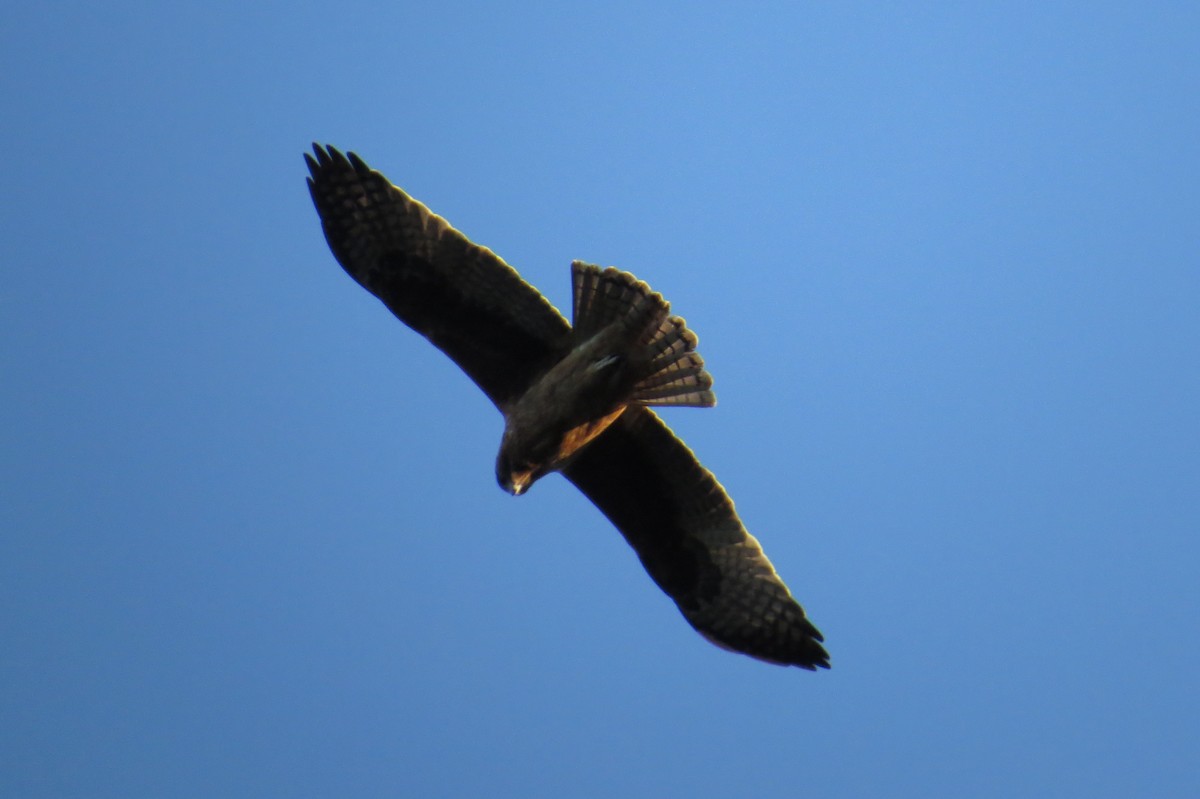Little Eagle - ML639146241