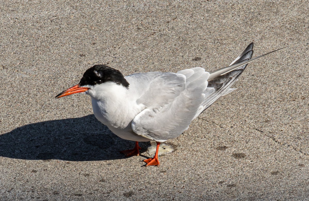 Common Tern - ML639146252