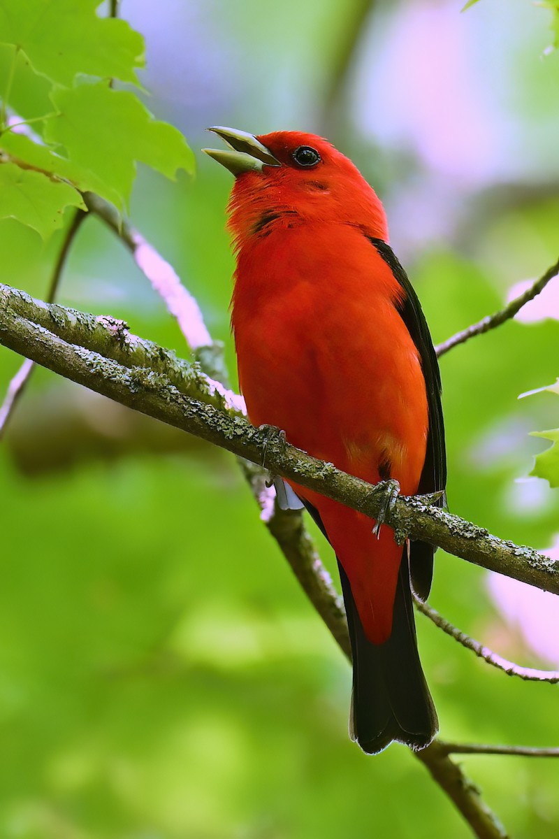 Scarlet Tanager - ML639146310
