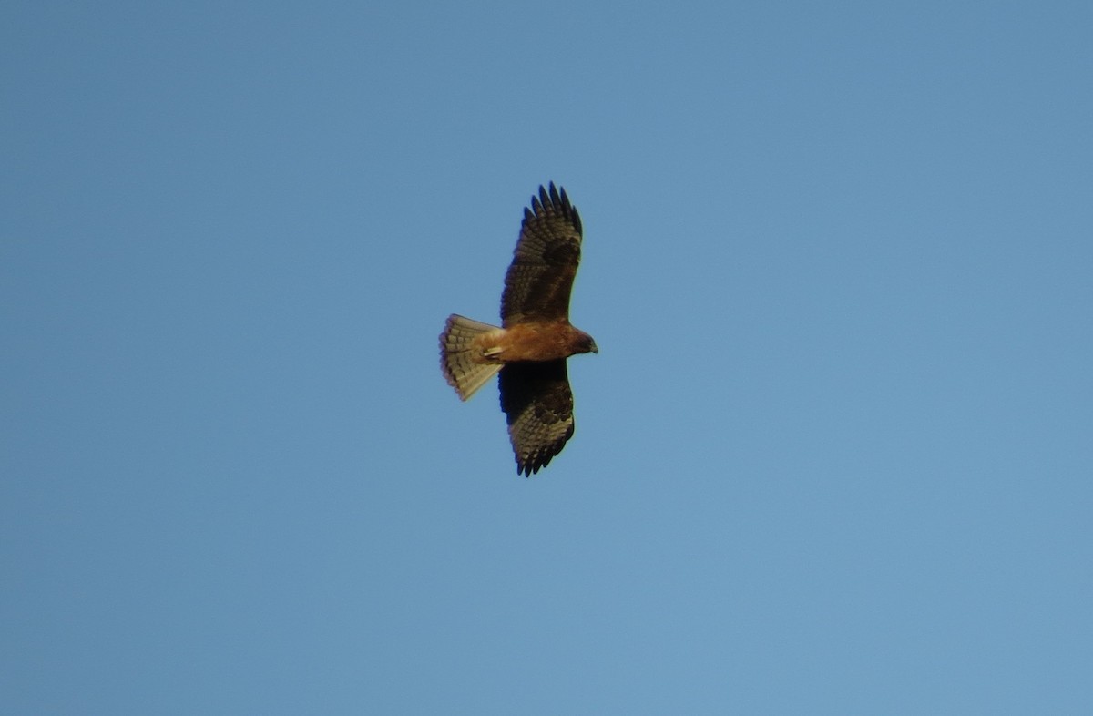 Little Eagle - ML639146313