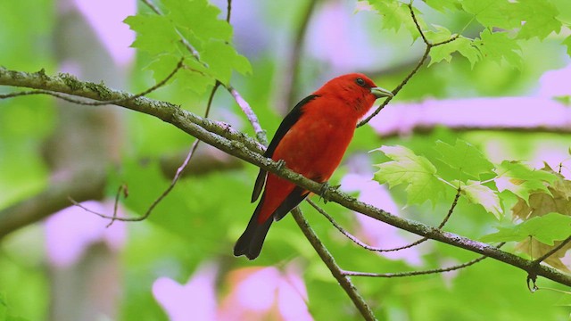 Scarlet Tanager - ML639146325