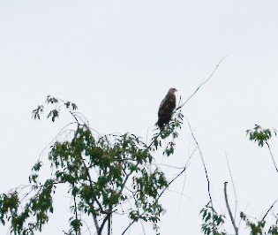 Buteo sp. - ML639146391