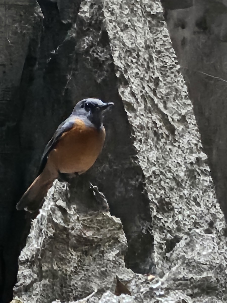 Forest Rock-Thrush - ML639146401