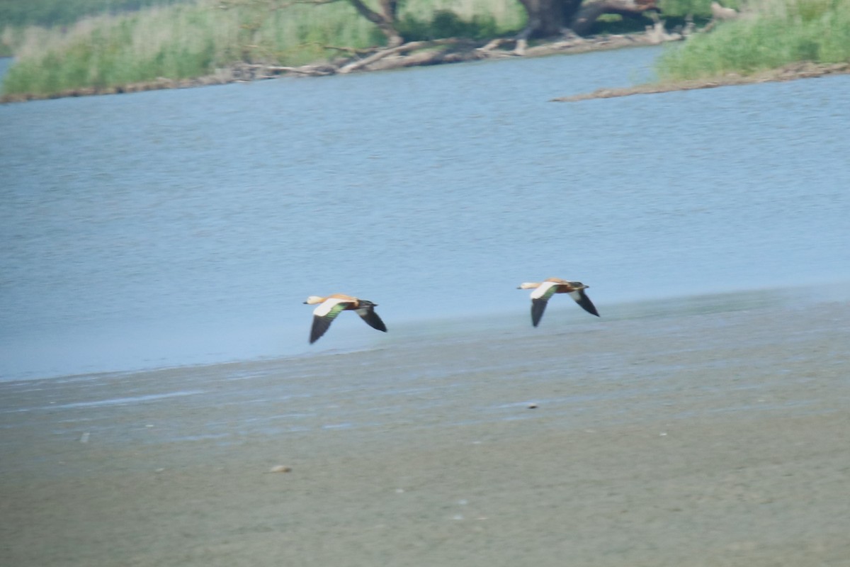 Ruddy Shelduck - ML639146418