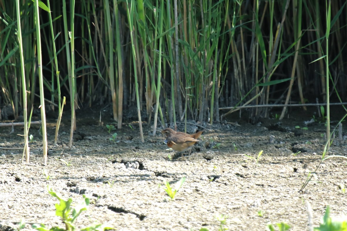 Bluethroat - ML639146454