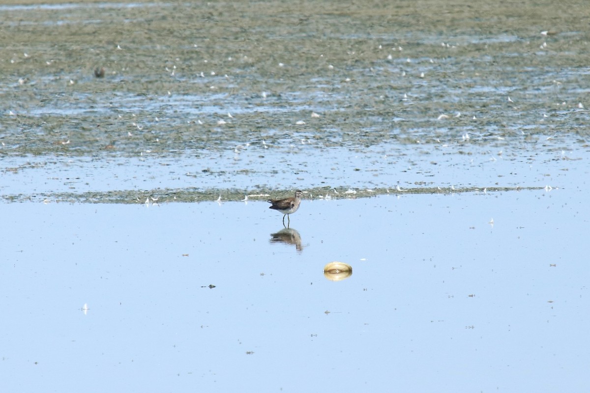 Wood Sandpiper - ML639146494