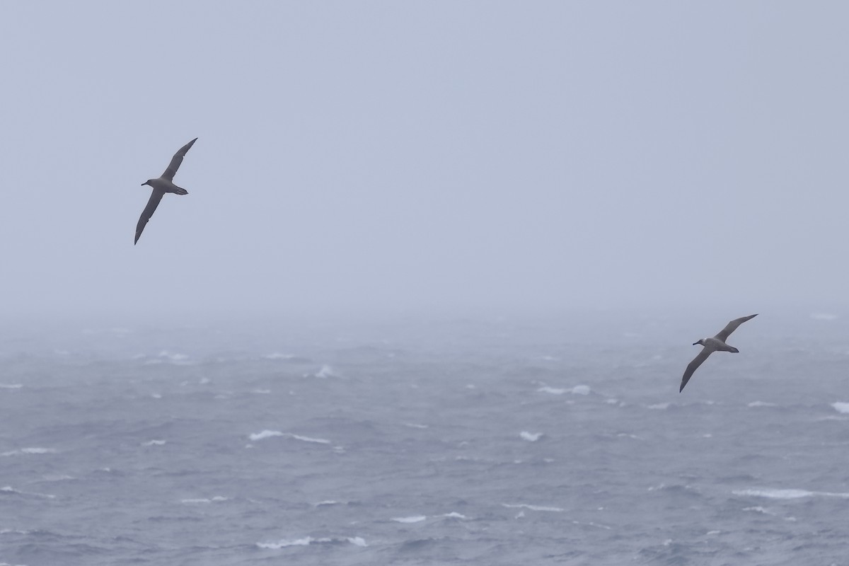 Sooty Albatross - ML639146522
