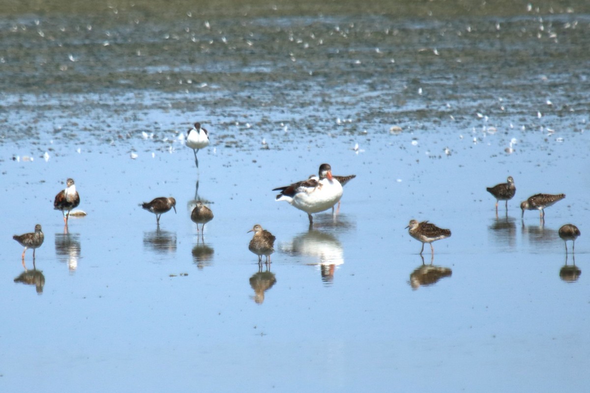 Ruff - ML639146540