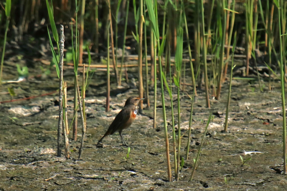 Bluethroat - ML639146547