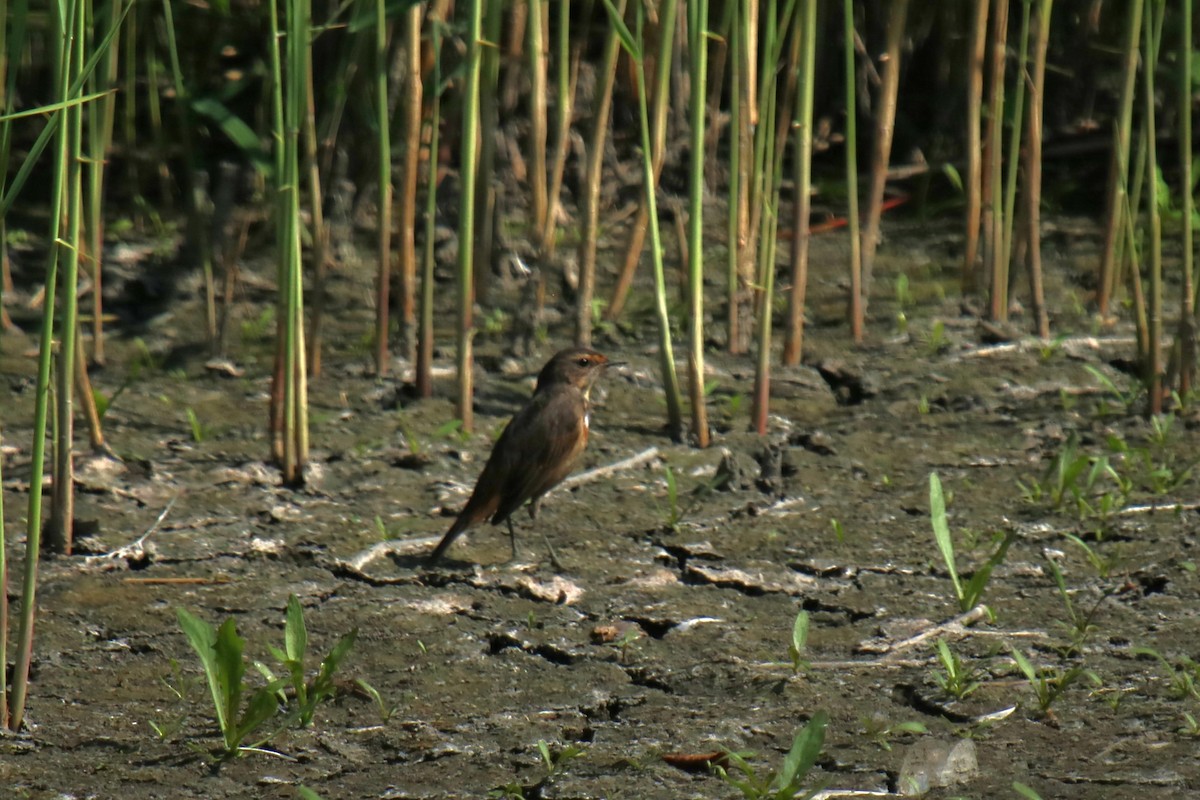 Bluethroat - ML639146557