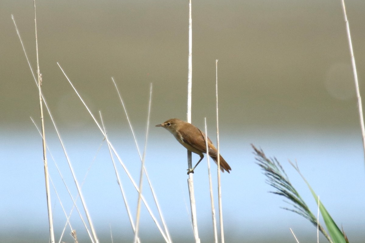 Common Reed Warbler - ML639146644