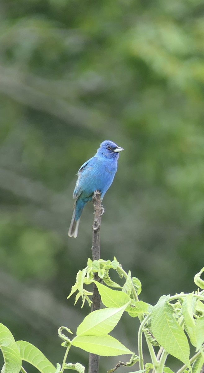 Indigo Bunting - ML639146678