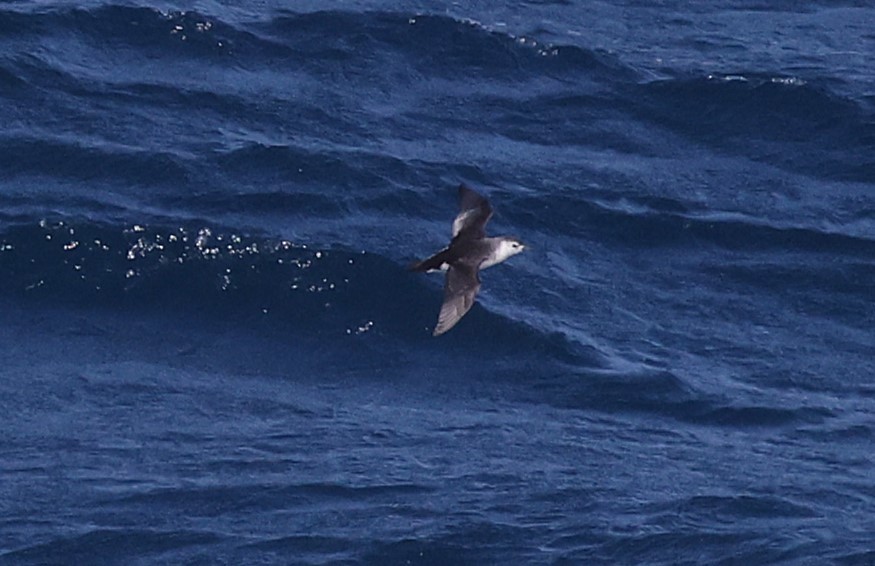Little Shearwater - ML639146692