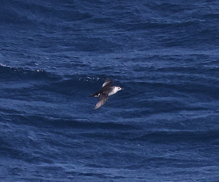 Little Shearwater - ML639146693