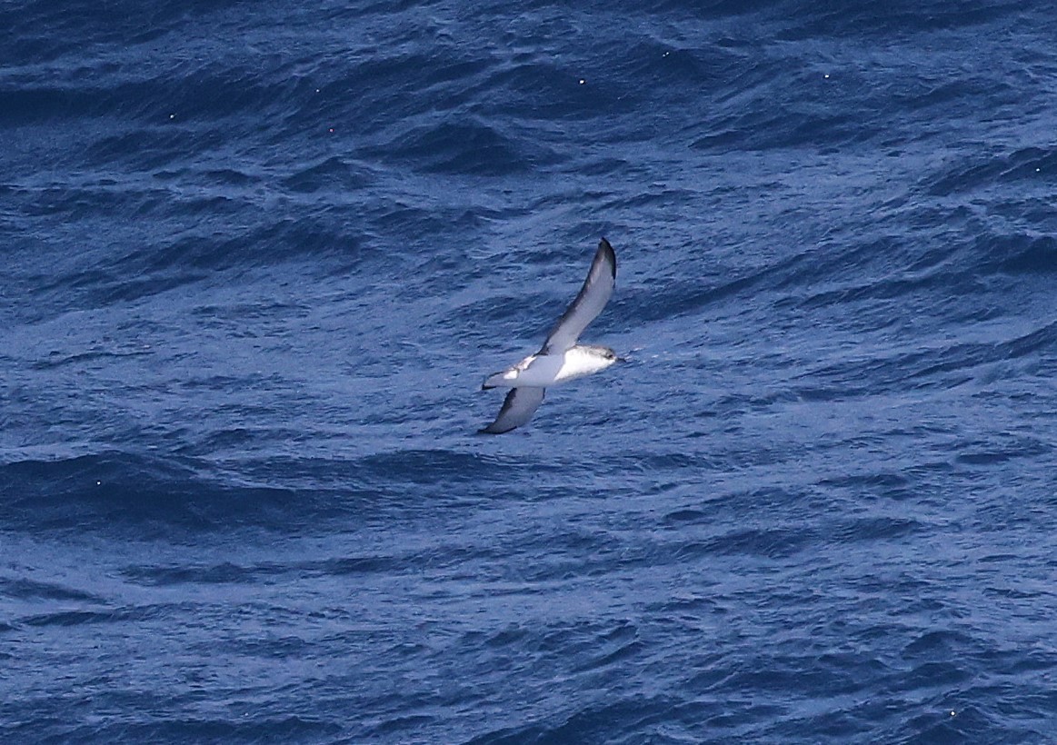 Little Shearwater - ML639146694