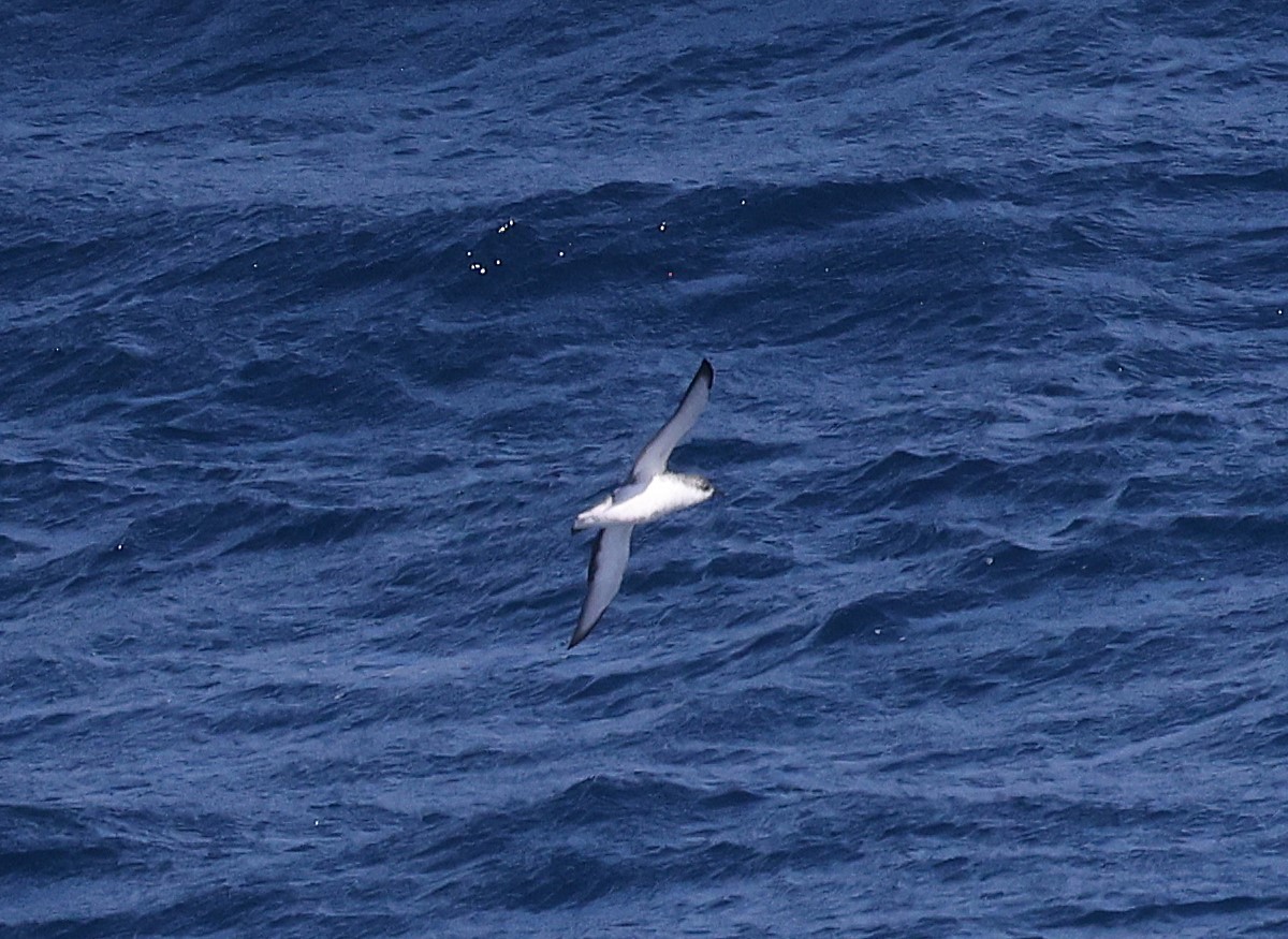 Little Shearwater - ML639146695