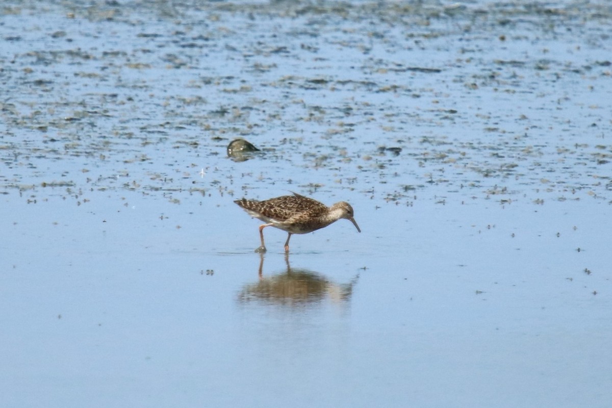 Ruff - ML639146744