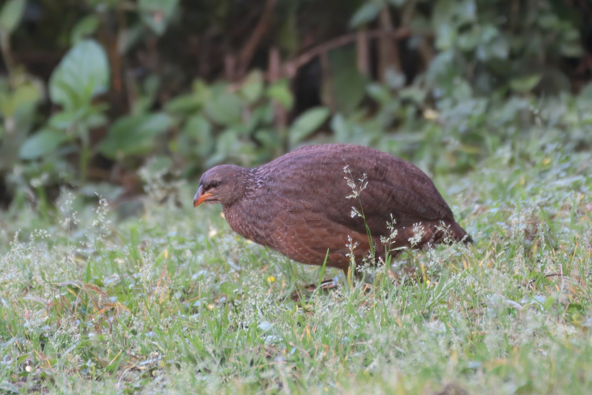 Hildebrandt's Spurfowl - ML639146788