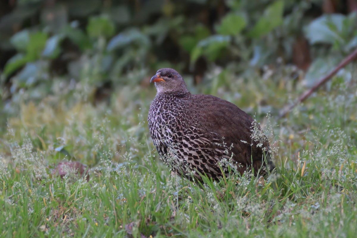 Hildebrandt's Spurfowl - ML639146790