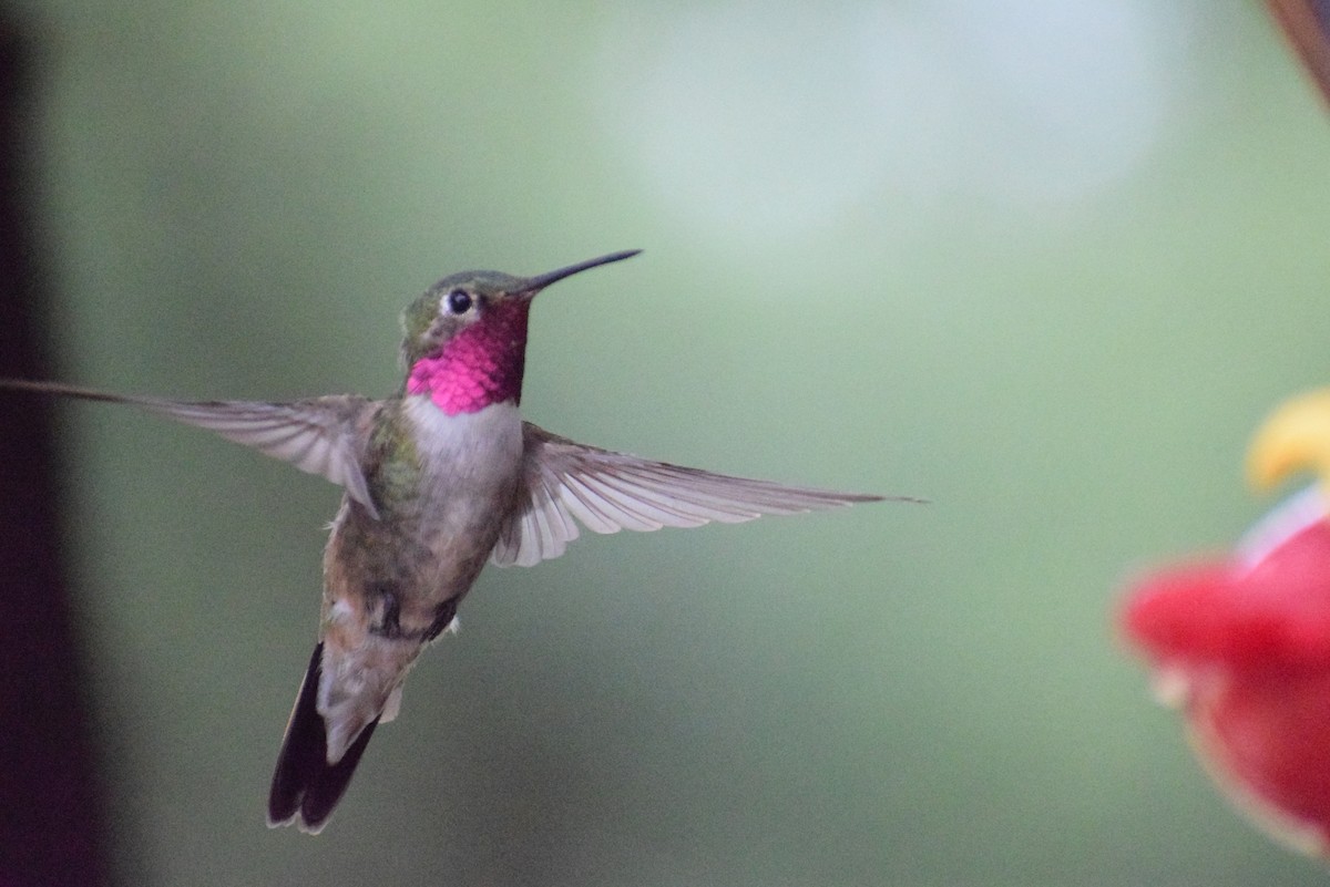 Broad-tailed Hummingbird - ML639146800