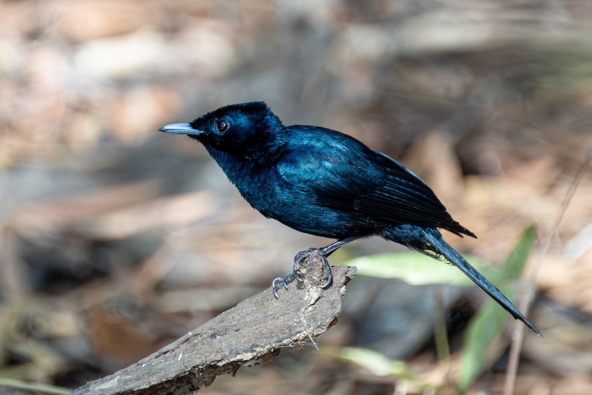 Shining Flycatcher - ML639146808