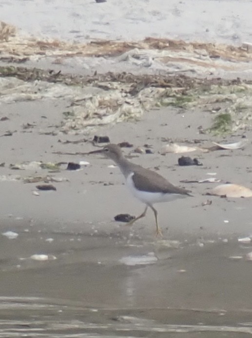 Spotted Sandpiper - ML639146832