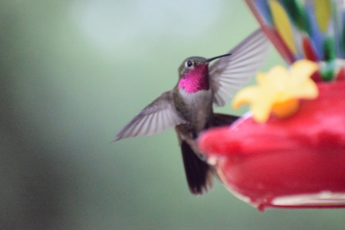 Broad-tailed Hummingbird - ML639146836