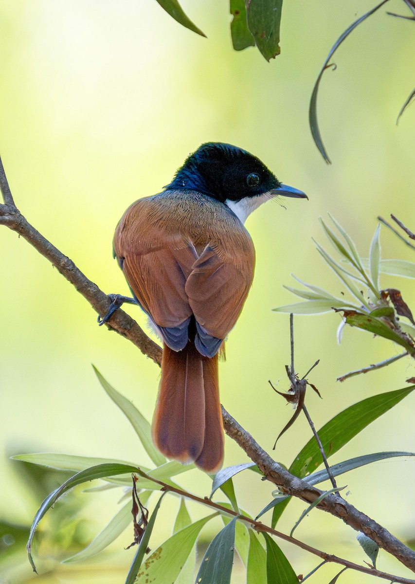 Shining Flycatcher - ML639146852