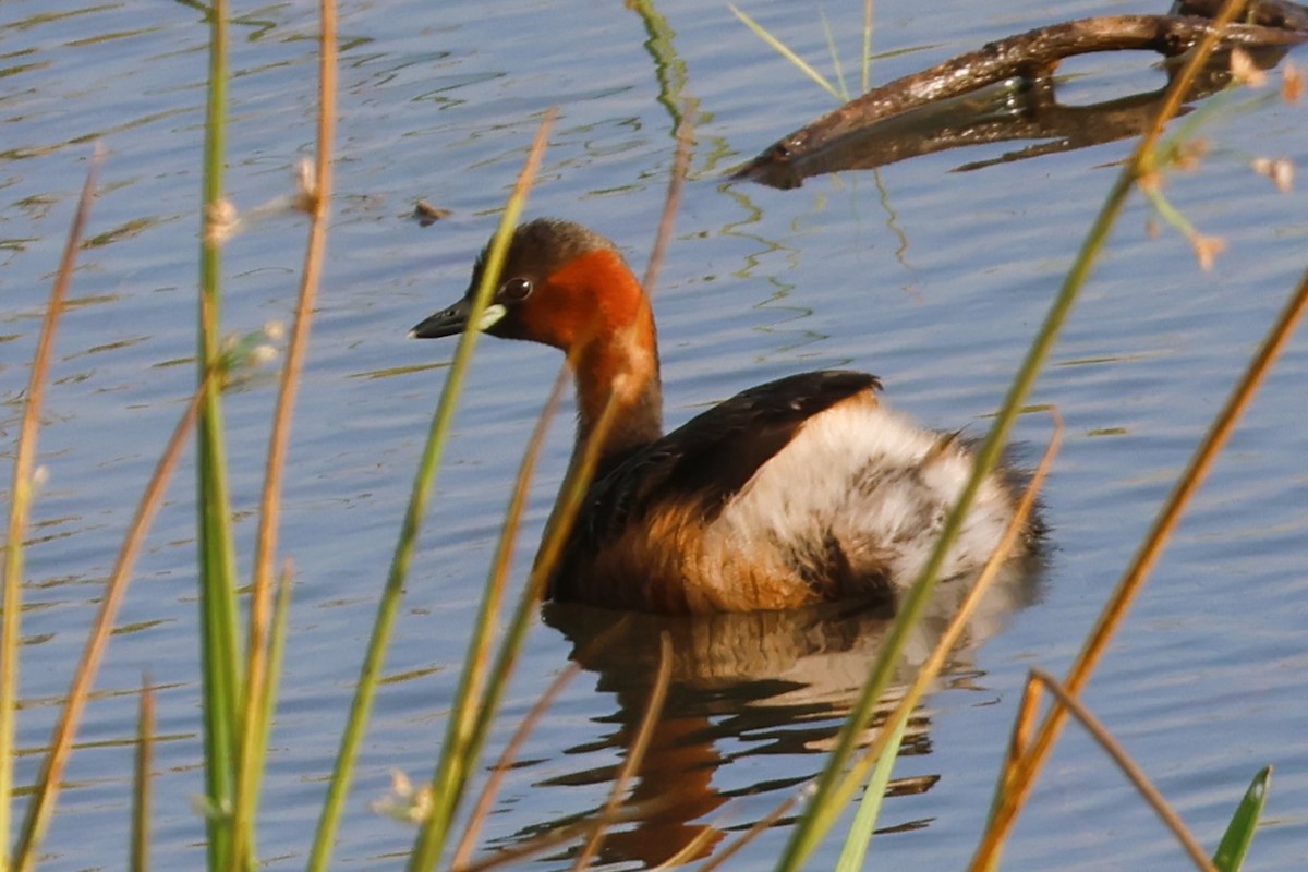 Little Grebe - ML639146943