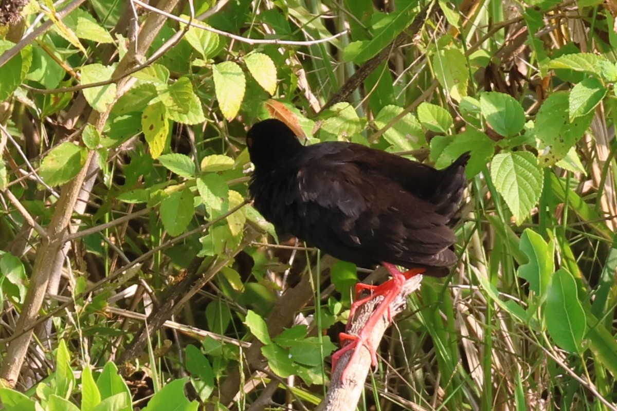 Black Crake - ML639146949