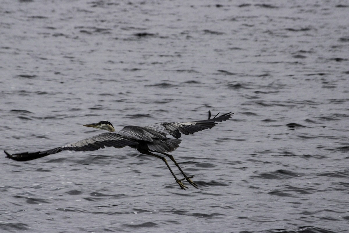 Great Blue Heron - ML639146962