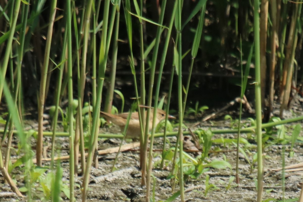 Common Reed Warbler - ML639146969