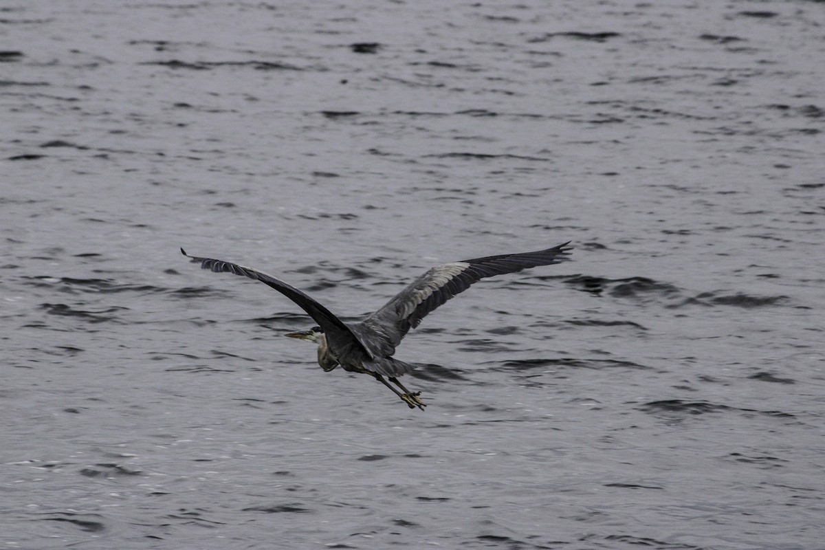 Great Blue Heron - ML639146992