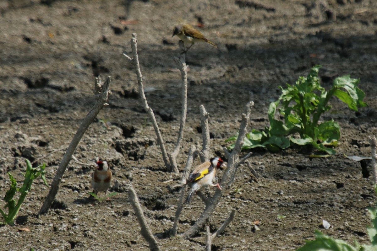 European Goldfinch - ML639147011
