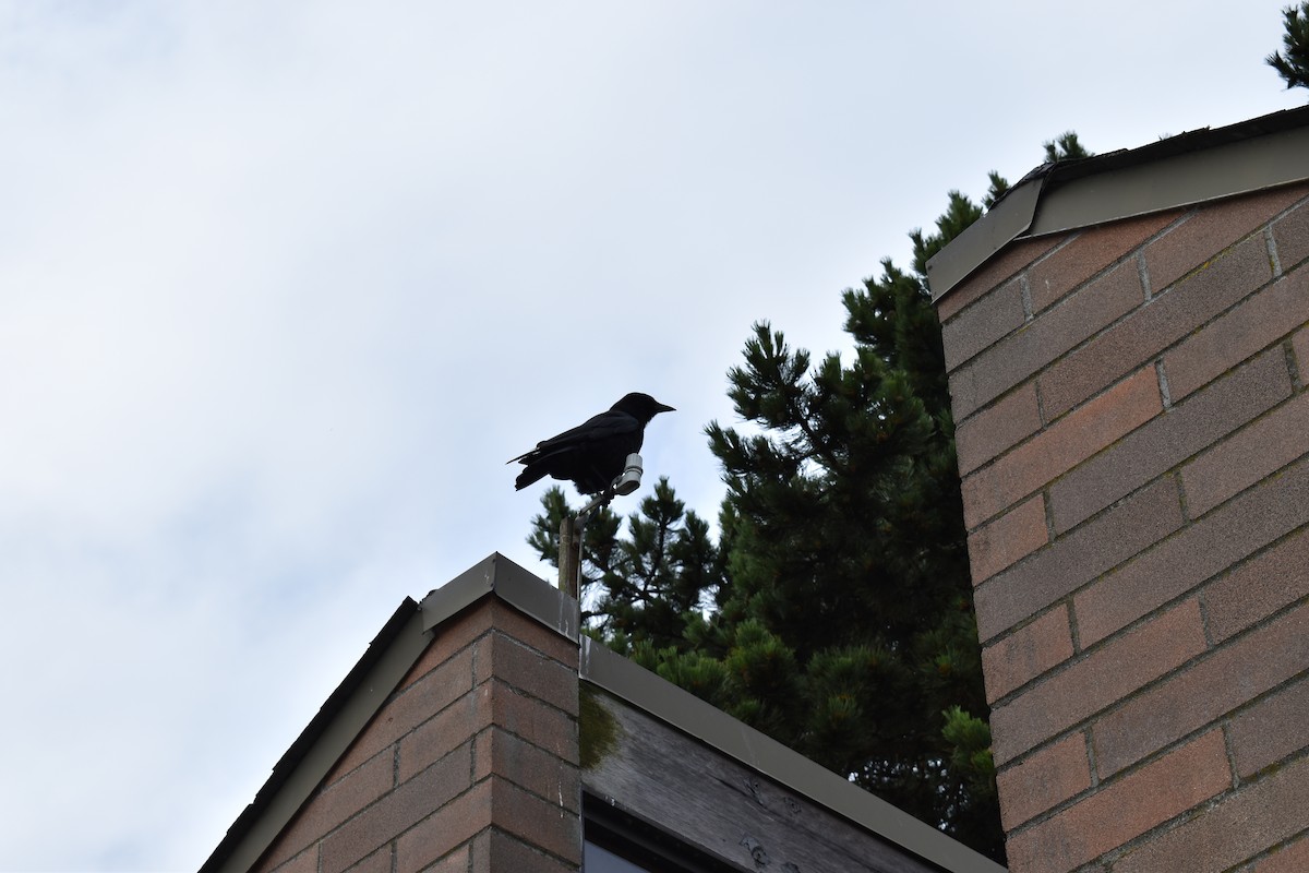 American Crow - ML639147085