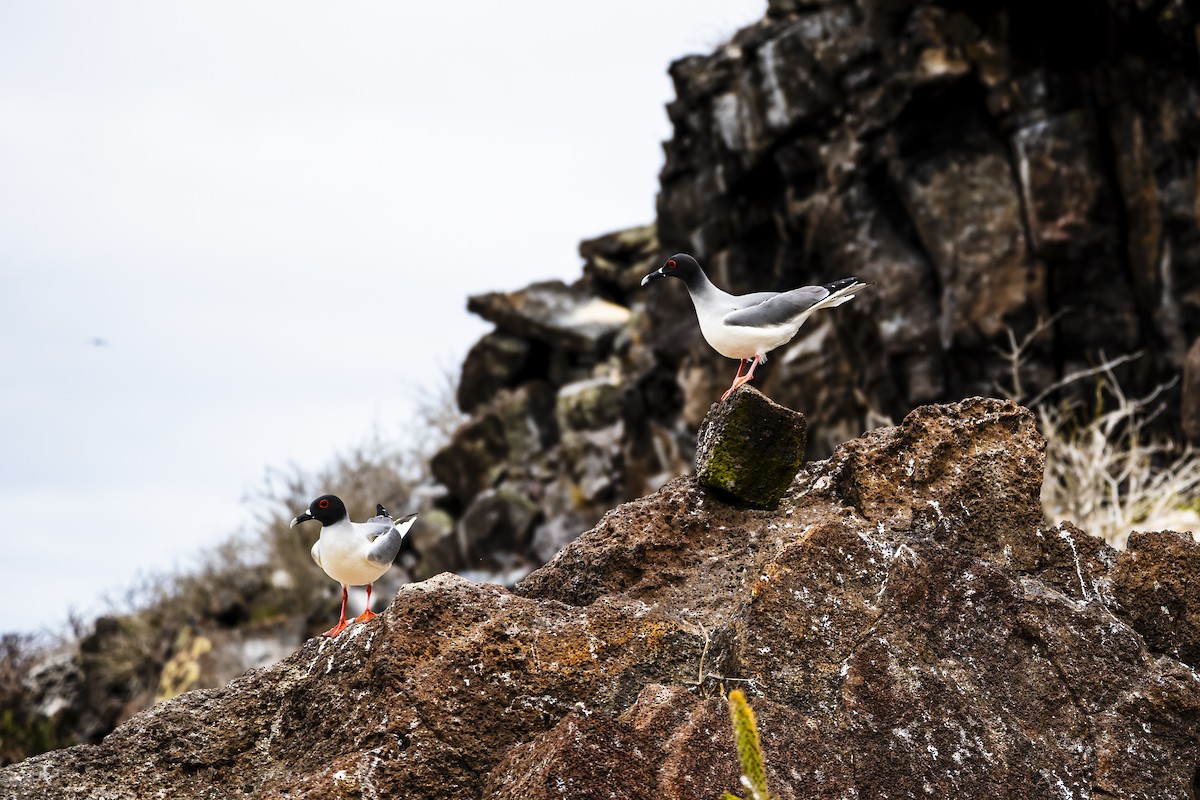 Swallow-tailed Gull - ML639147086