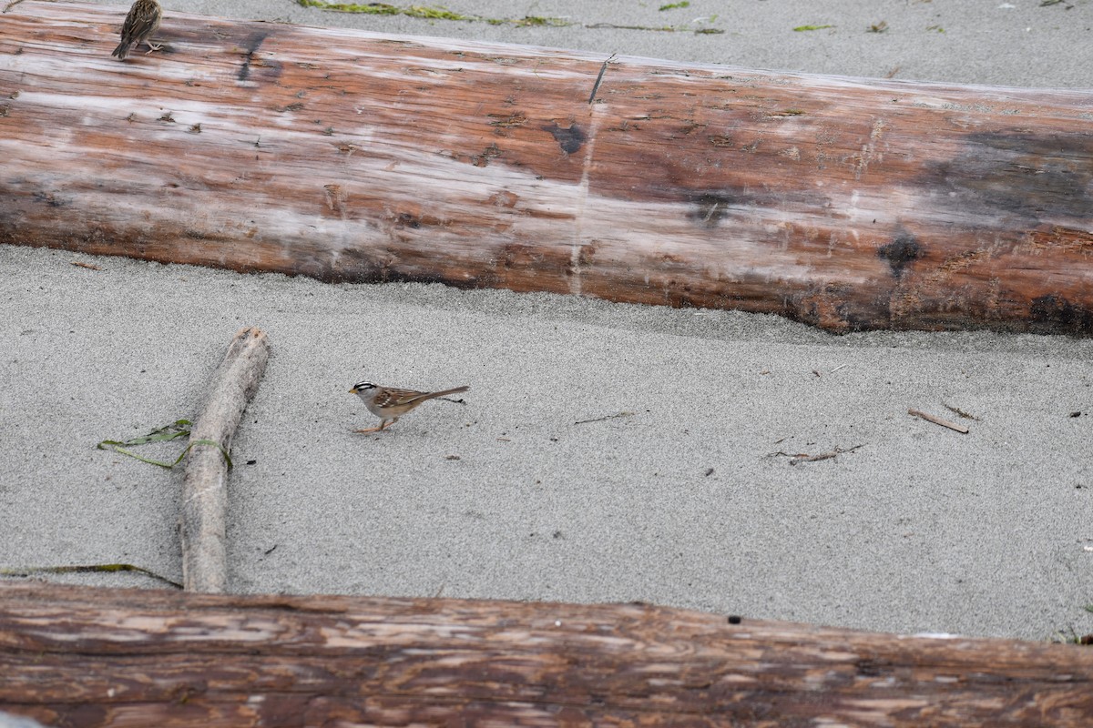 White-crowned Sparrow (pugetensis) - ML639147087