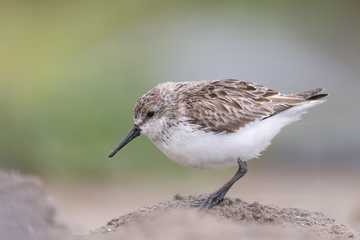 Western Sandpiper - ML639147118