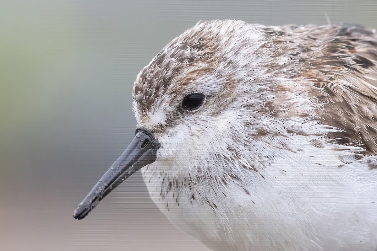 Western Sandpiper - ML639147128